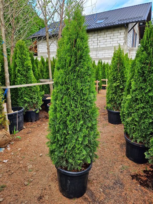 Tuia smaragd, columnaris, leylandii, copaci, brazi.
