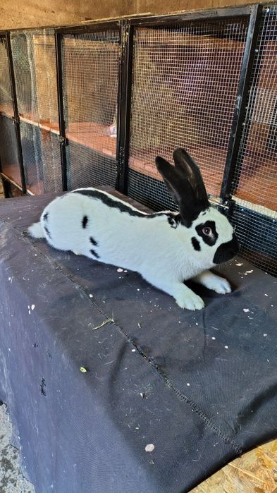 Mascul fluture german