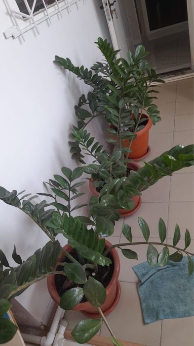 Цветок домашний