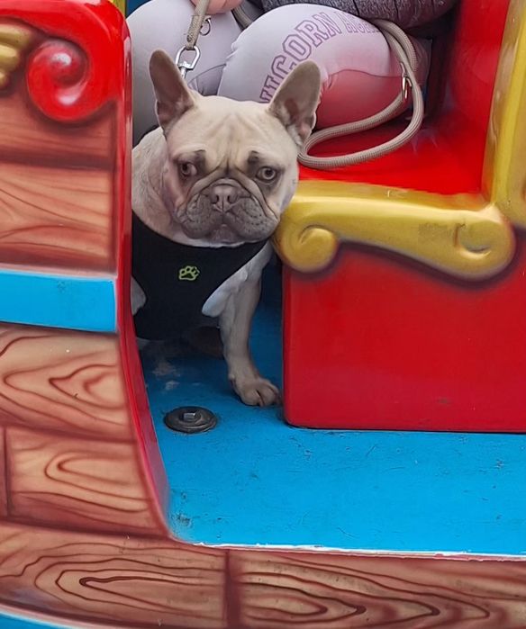 Френски Булдог на 1г.