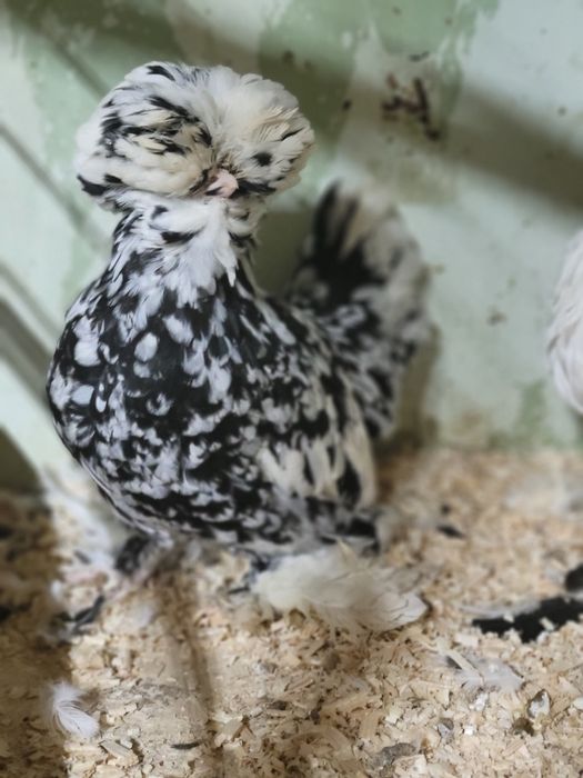 Корейскийлар жужалари туйорлари сотилади пули сфатига караб хаммаси то