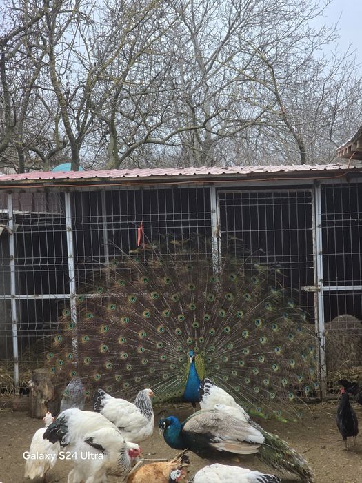 Paun umar negru de vanzare