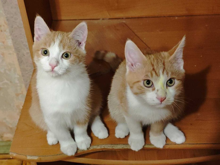 Котята бесплатно