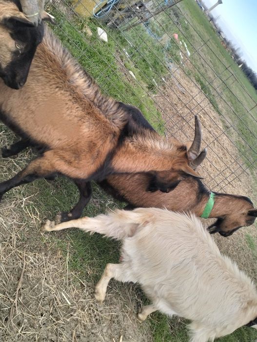 Vând capre originale