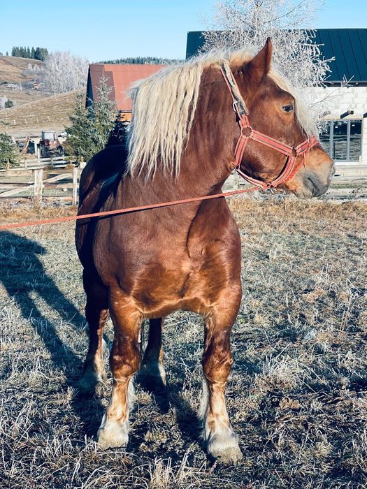 Vind armăsar 5ani de fitero