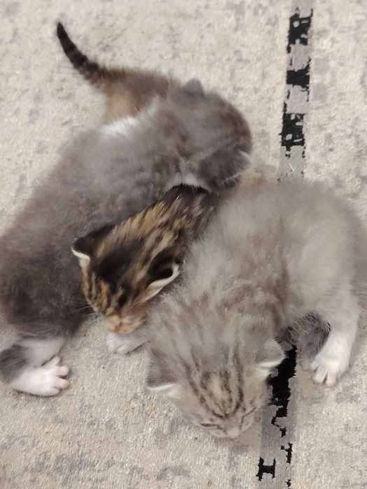 Отдам котят в добрые руки