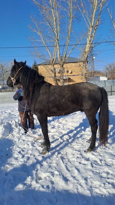 Продается жеребец