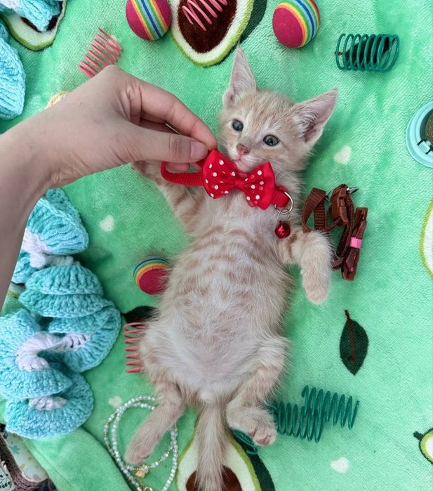 Пристраиваются котята в добрые и ответственные руки.