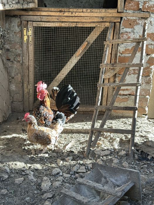 Gaini si cocosi americani pitici