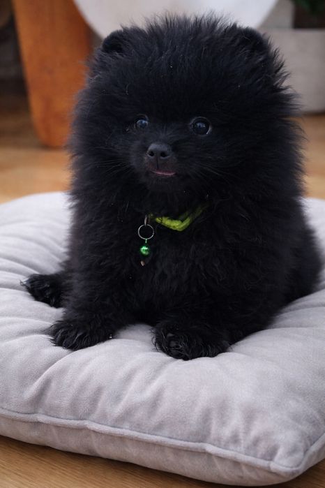 Продажа щенка Немецкий шпиц