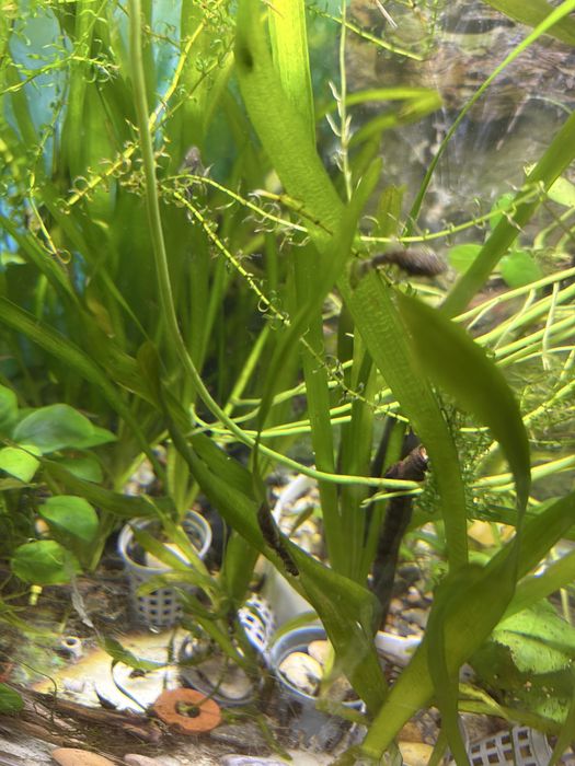 pesti  acvariu guppy/ancistrus