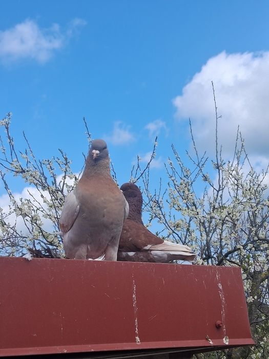 De vânzare porumbei king