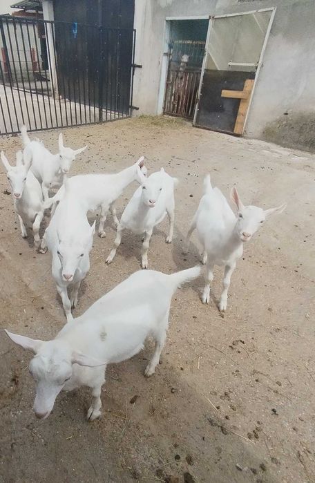 Iezi Sannen de 3 luni de vânzare ! Tel 0746050063