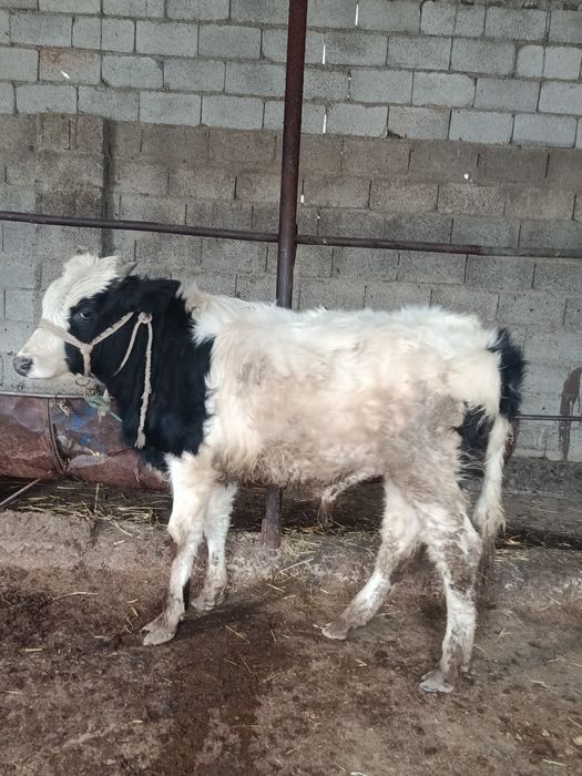 Буқа сатылады аа