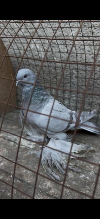 Голуби на гребле