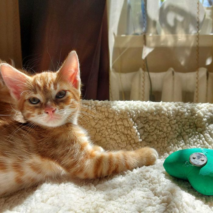 Котята рыженькие