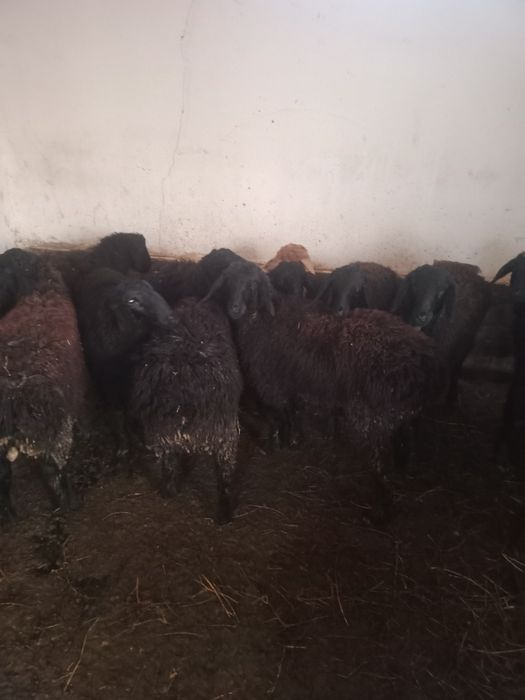 Кой Кошкар сатылады