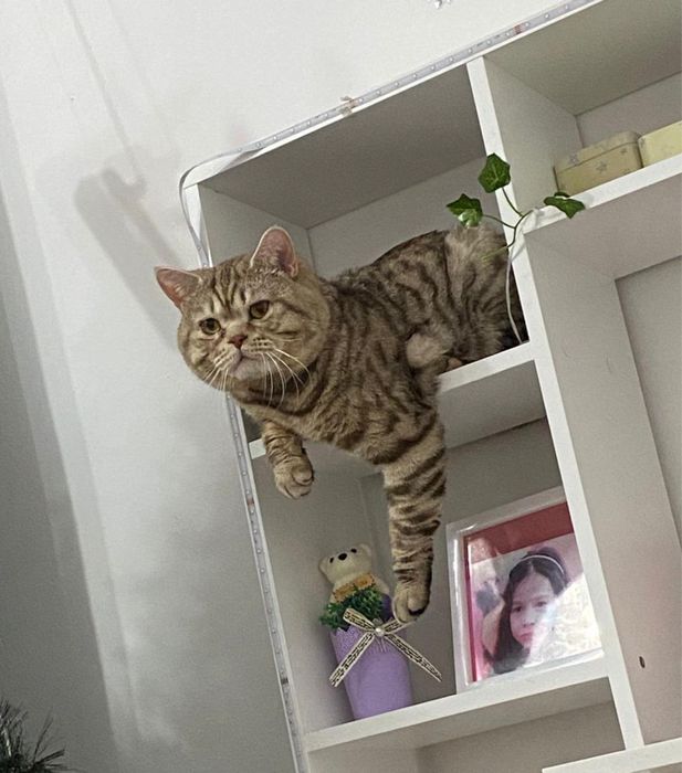 Котята британцы мальчики