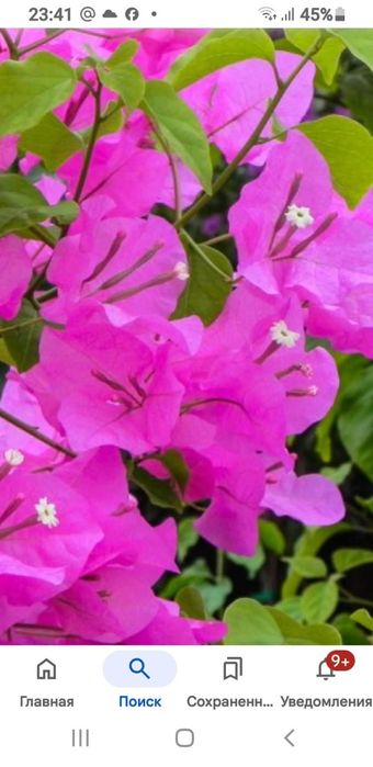 Укорененные черенки, писать на вотсап