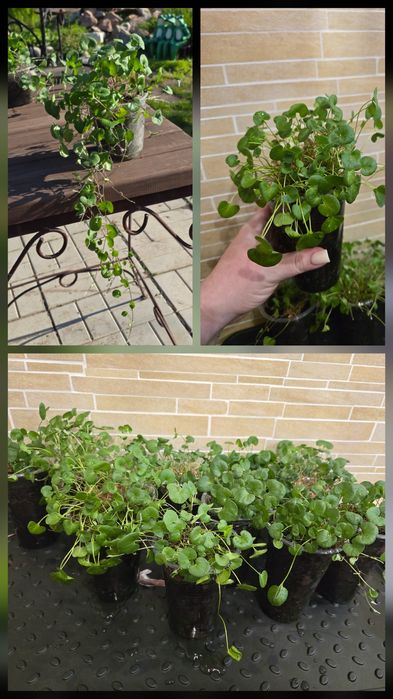 Продам рассаду дихондры