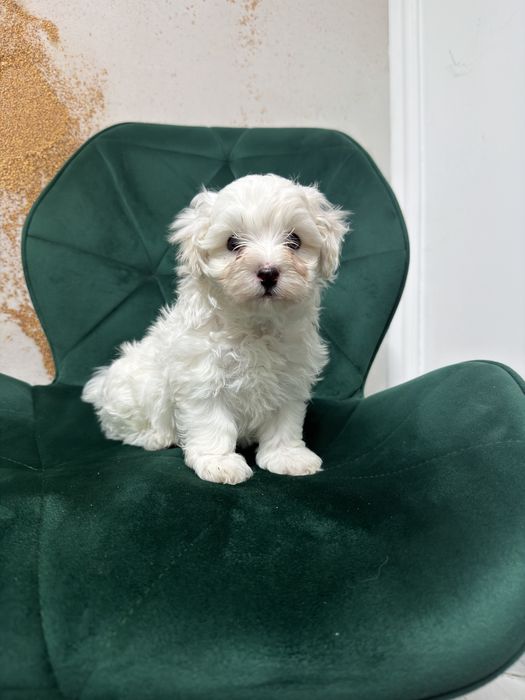Bichon maltez mascul