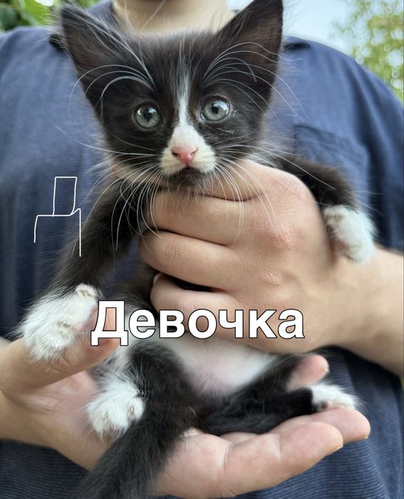 Котята бесплатно