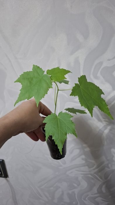 Продам комнатные цветы