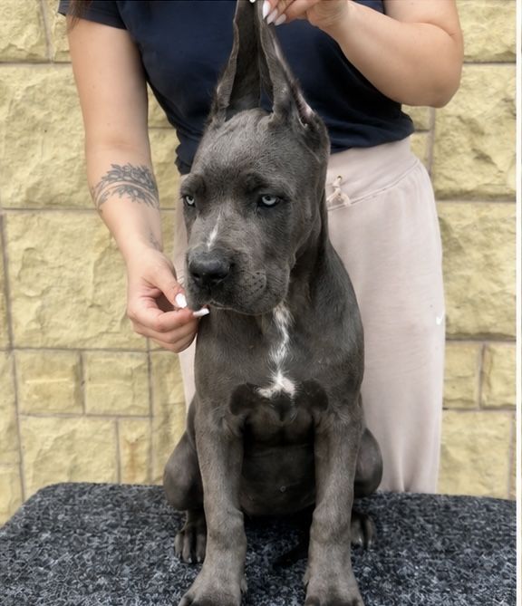 Cane  Corso pedigree FCI