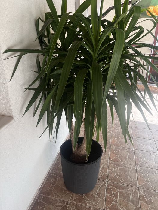 Yucca matură de interior/exterior - plantă decorativă mare