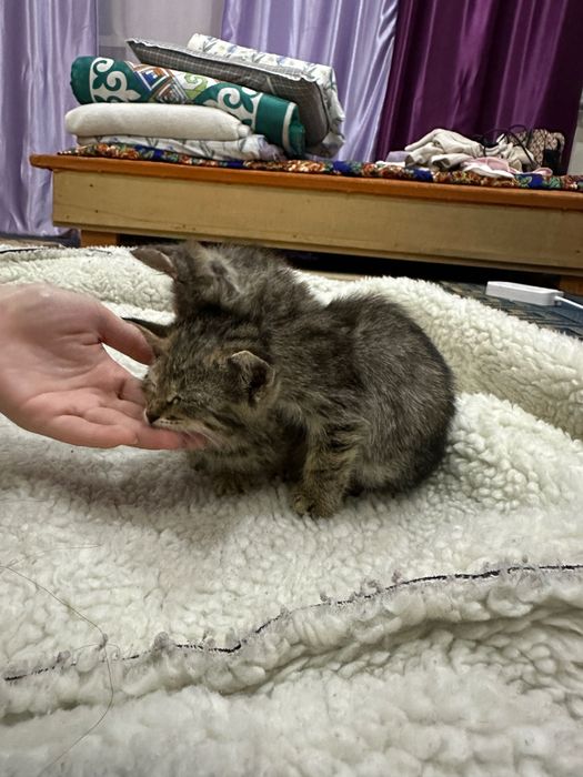 котята / котенок . мысық / марғау
