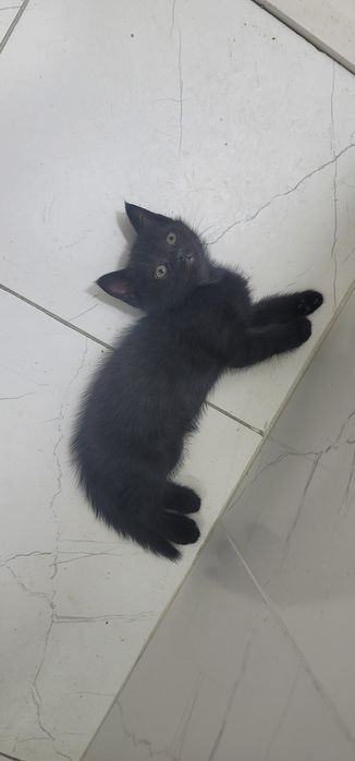 Iltimos aniq oladiganlar chiqsin . Adres 5 Chi shayx bozorcha