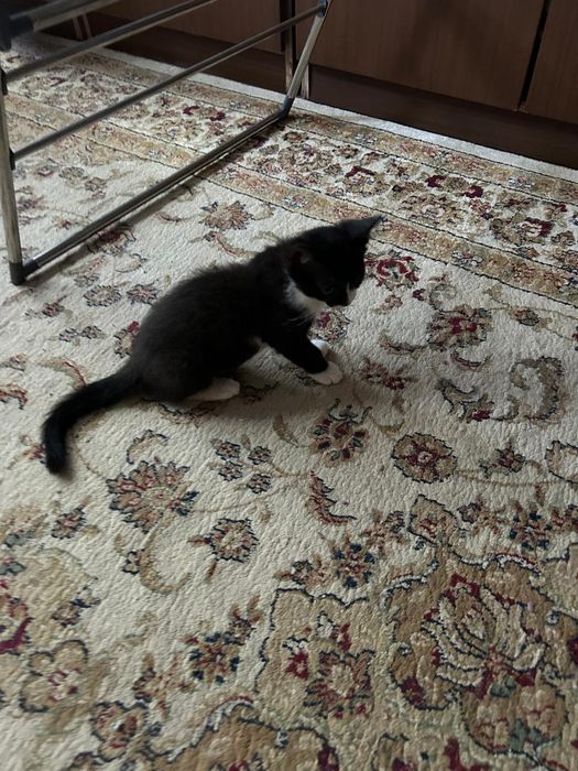 Отдам бесплатно котят