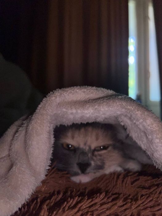 Кошечка трехцветная