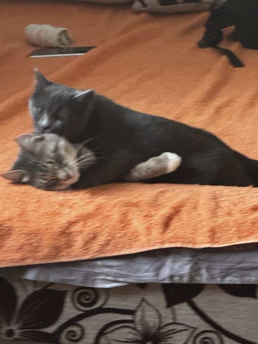 Отдам даух кошечек