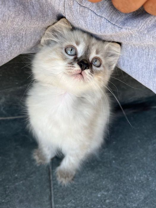 Продам Невского маскарадного кота
