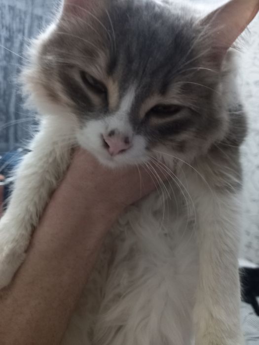 Отдам в добрые ручки котика