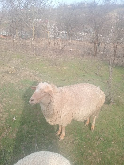 Vând două oi și un miel