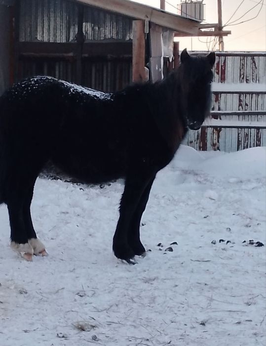 Продам лошадь кұнан 2-х летка