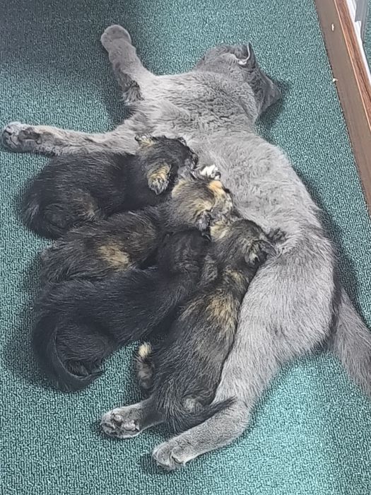 Котята даром в хорошие