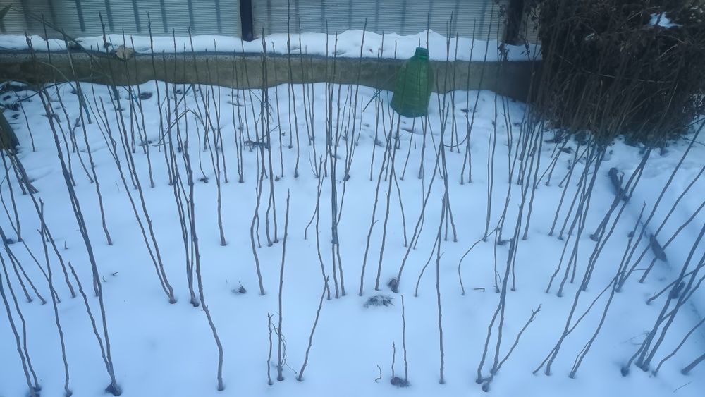 Portaltoi kaki (Diospyros lotus) rădăcina nudă