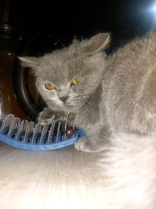 Британский скотш страйт