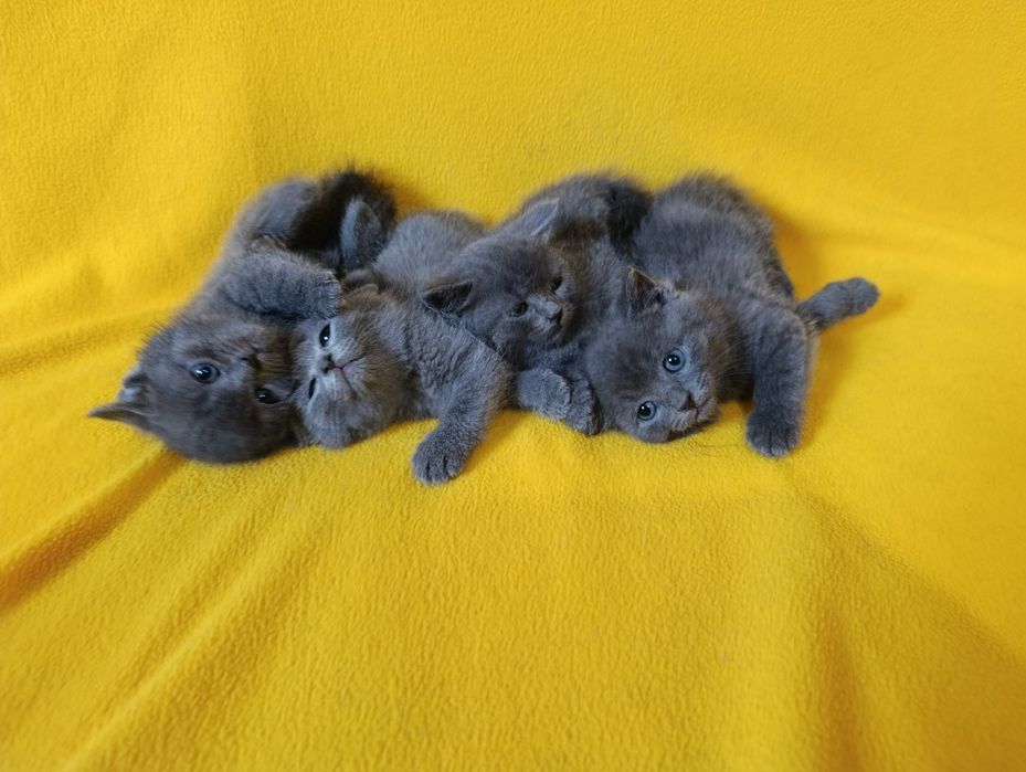 Котета - порода Руска синя котка !