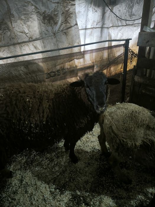 Продавам три коча