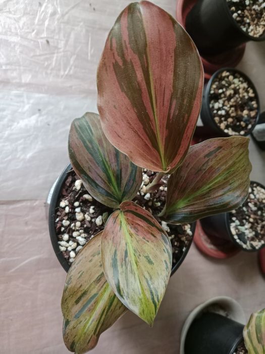 В продаже редкие комнатные цветы