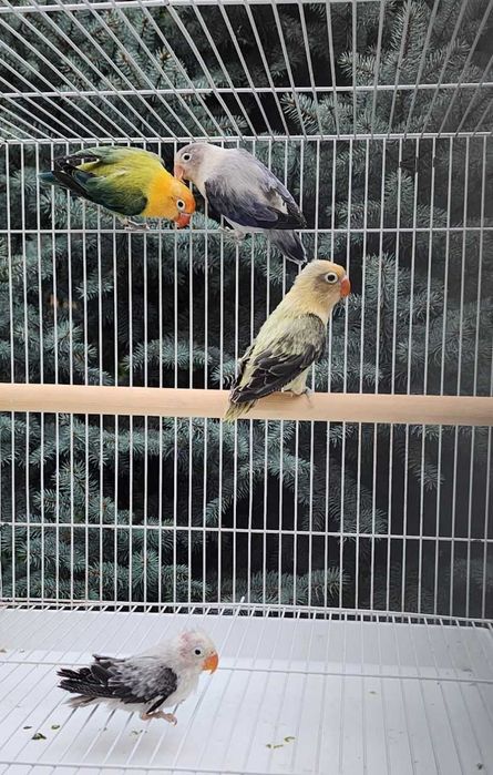 Nerazluchka Opaline Попугай