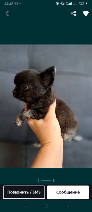 Продам мини чихуахуа