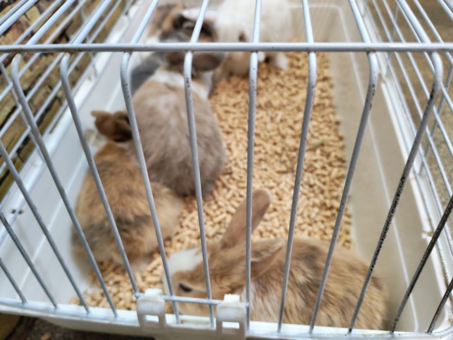 Кролики  декоративные