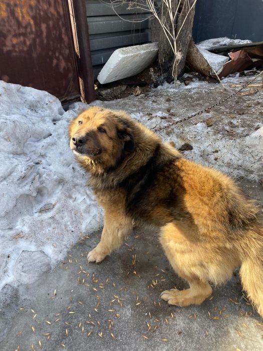 Красавчик Байкал в поисках дома!!