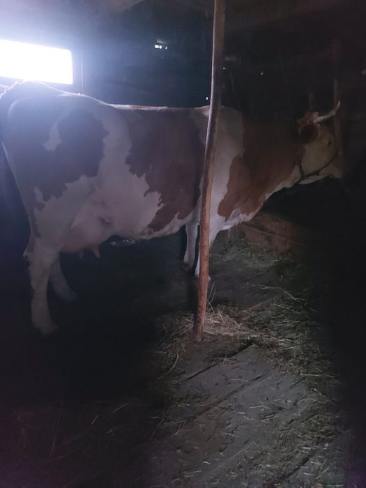 Vacă baltata românească