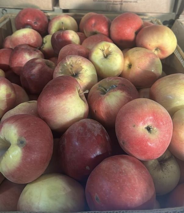 Продаам Яблоко 3 сорта
